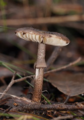 Amanita cinereoannulosa