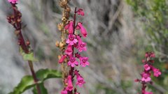 Penstemon clevelandii clevelandii