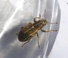 Sitona suturalis