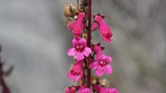 Penstemon clevelandii clevelandii