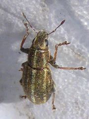 Sitona suturalis