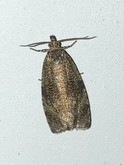 Olethreutes astrologana