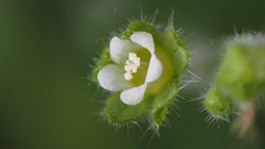 Eucrypta chrysanthemifolia bipinnatifida