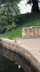 Chroicocephalus ridibundus