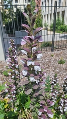 Acanthus mollis