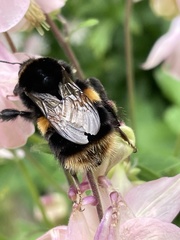 Bombus