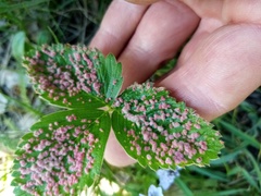 Acalitus longisetosus