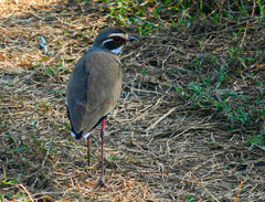 Rhinoptilus chalcopterus