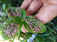 Acalitus longisetosus