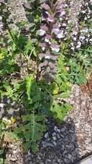 Acanthus mollis