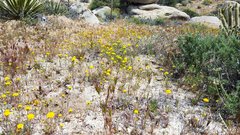 Chaenactis glabriuscula glabriuscula