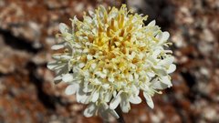 Chaenactis glabriuscula glabriuscula