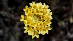 Chaenactis glabriuscula glabriuscula