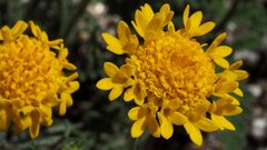 Chaenactis glabriuscula glabriuscula