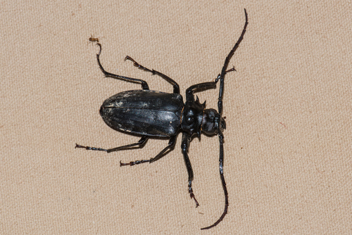 Genus Prionomma · iNaturalist