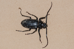 Prionomma bigibbosum