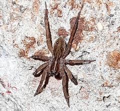Lycosinae