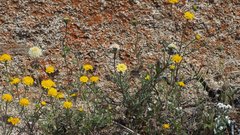 Chaenactis glabriuscula glabriuscula