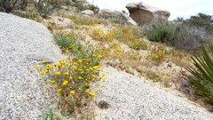 Chaenactis glabriuscula glabriuscula