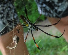 Trichonephila inaurata
