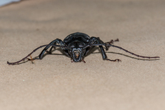 Prionomma bigibbosum