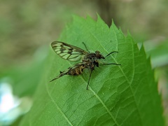 Furia ithacensis
