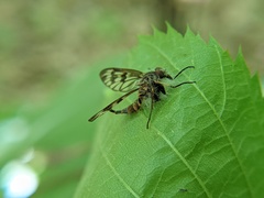 Furia ithacensis