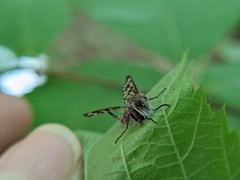 Furia ithacensis