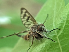 Furia ithacensis