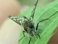 Furia ithacensis