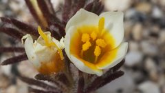 Leptosiphon lemmonii