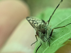 Furia ithacensis