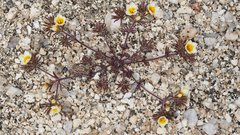 Leptosiphon lemmonii