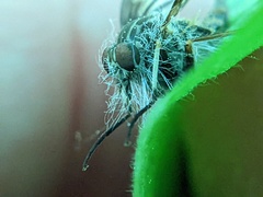 Furia ithacensis