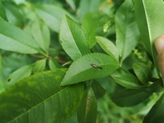 Heterotoma planicornis