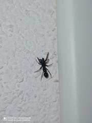 Leptorchestes mutilloides