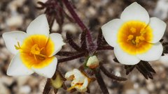 Leptosiphon lemmonii