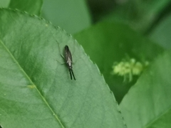 Heterotoma planicornis