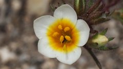 Leptosiphon lemmonii