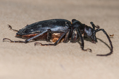 Prionomma bigibbosum