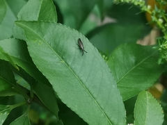 Heterotoma planicornis