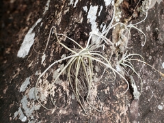 Tillandsia streptocarpa