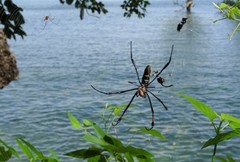 Trichonephila inaurata