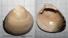 Laevicardium crassum