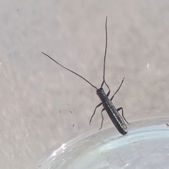 Theophilea subcylindricollis