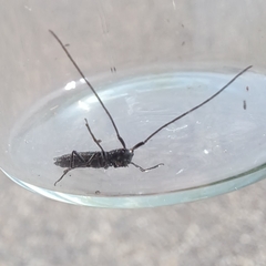 Theophilea subcylindricollis