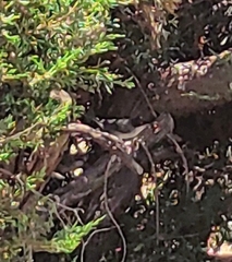 Curruca melanocephala