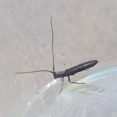 Theophilea subcylindricollis