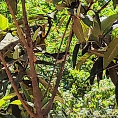 Curruca melanocephala