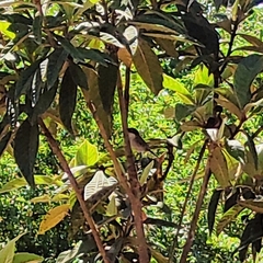 Curruca melanocephala